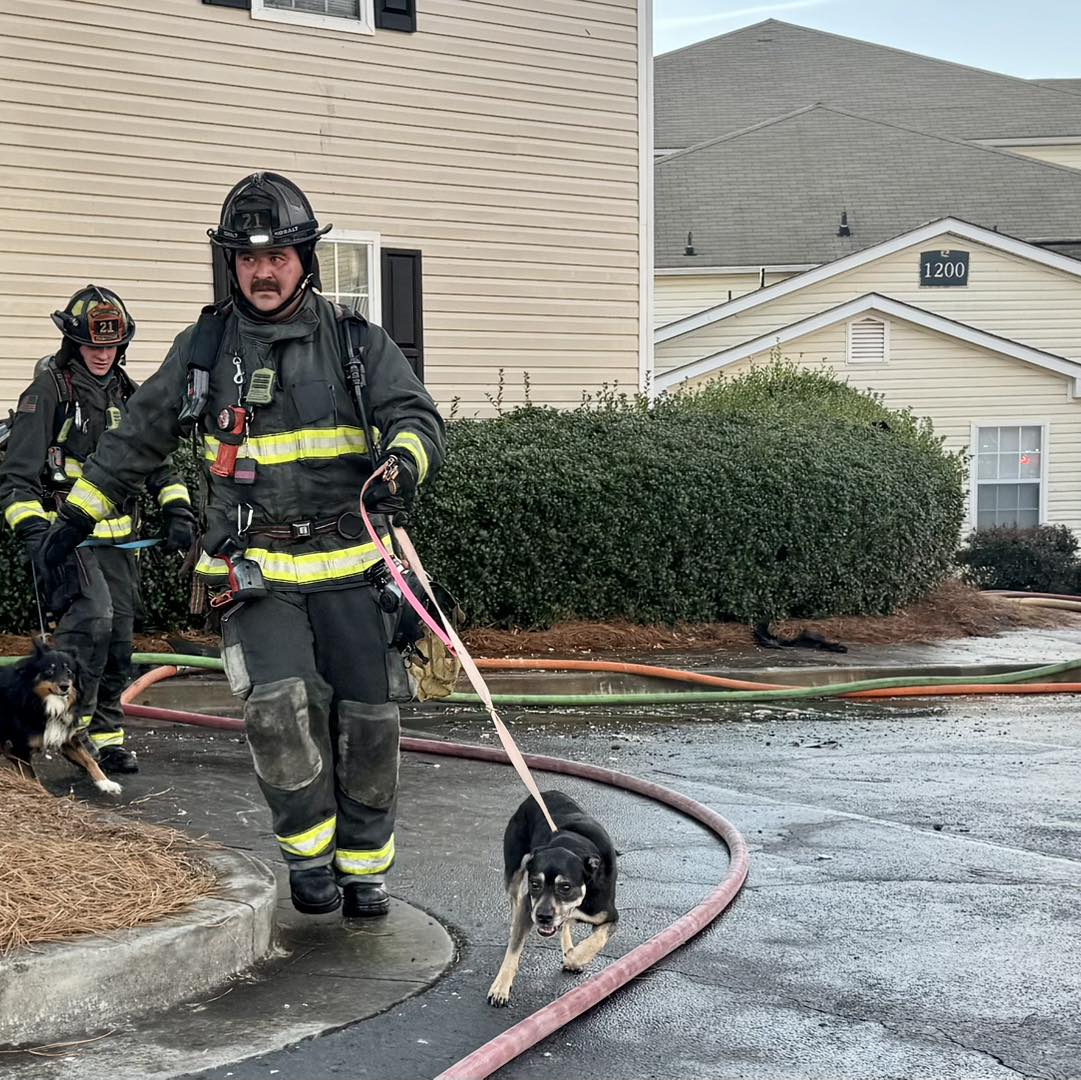 Firefighters rescue dogs from fire. 